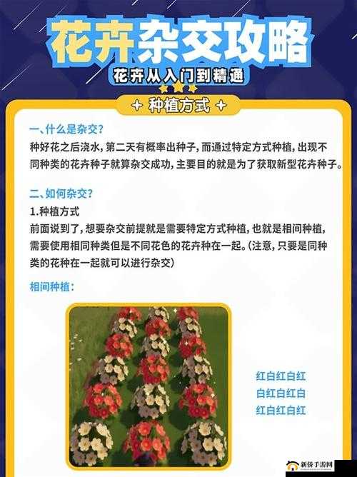 心动小镇花卉杂交方法大揭秘