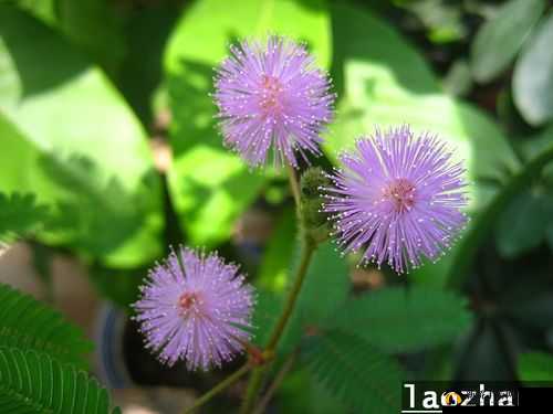 冷酷：水蜜桃香蕉含羞草的奇妙组合