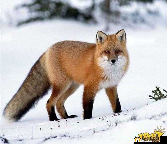 阴阳师尾狐现世寻找式神信物攻略：揭秘图片扫描获取途径与推荐图片寻找现世尾狐专属信物指南