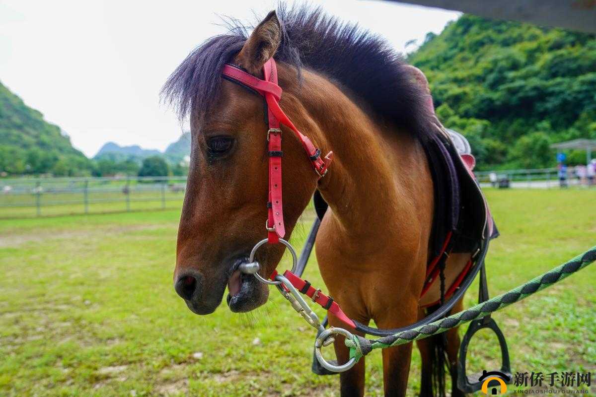 《太极熊猫3猎龙之旅：走失小马的奇遇任务攻略》——探索坐标与流程，寻找失马之谜