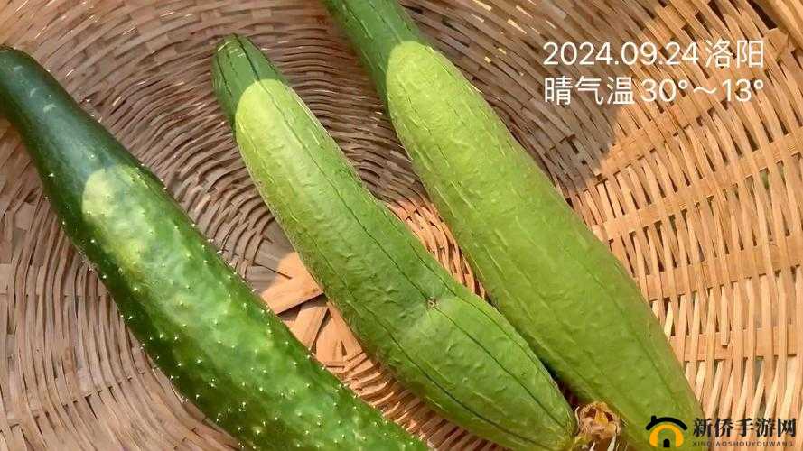 香蕉秋葵菠萝蜜黄瓜丝瓜的区别：特点大揭秘