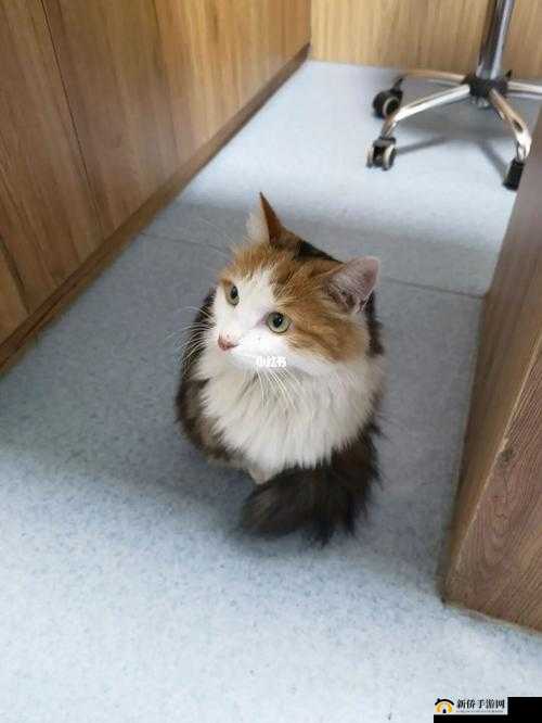 春巫 2 中白猫宠物获取攻略：第三只猫究竟该如何抓捕