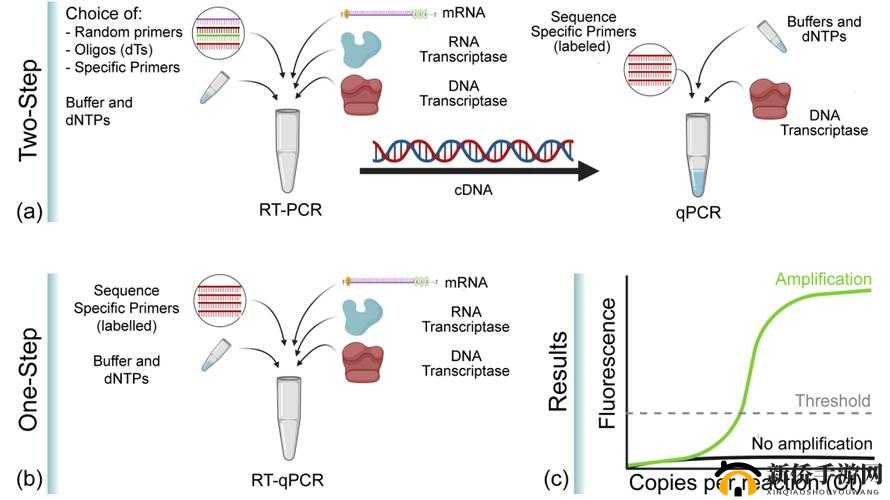 RNA 与 cDNA 杂交的研究探讨