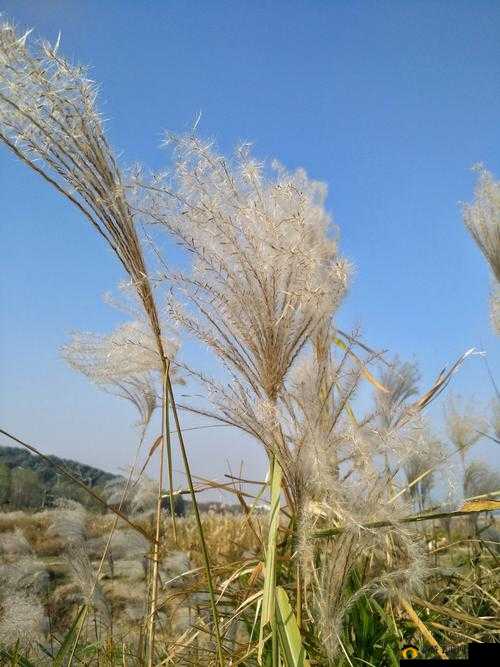 田福与母亲在芦苇中的对话