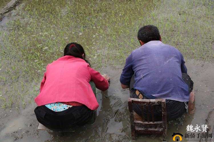 夫妻插秧 38 种方法图片全展示
