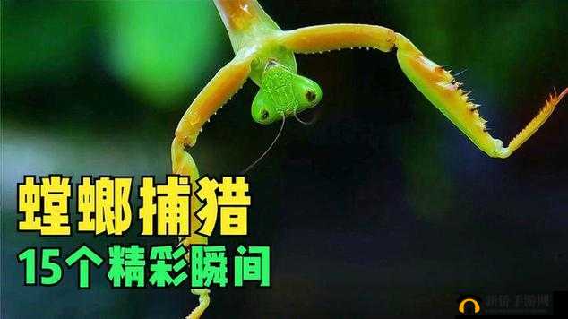 疯狂贪吃蛇以巧反杀 演绎螳螂捕蝉黄雀在后之精彩攻略