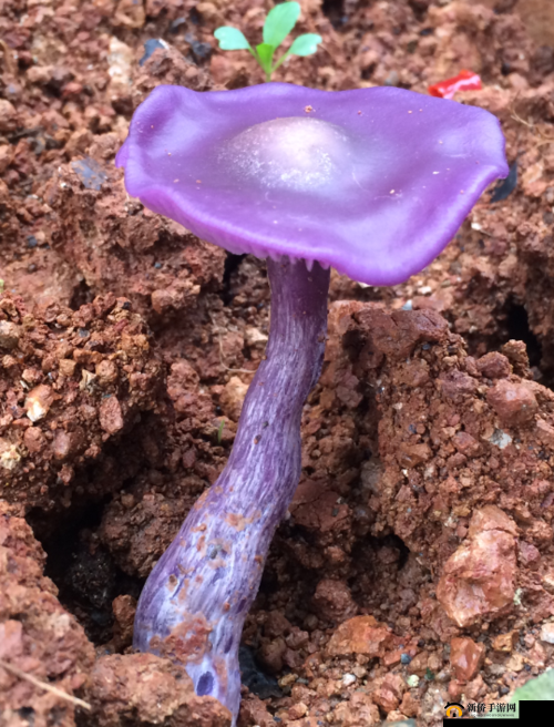 紫色粗大蘑菇根能否食用？