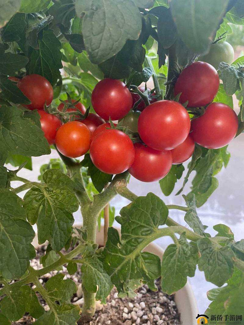 全民奇迹神庙昆顿之影卡位的实用技巧与方法解析