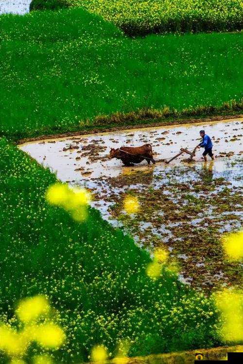 耕种妈妈肥沃土地：探索自然之美