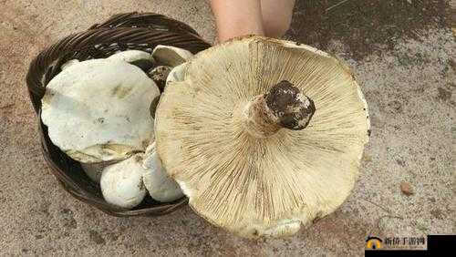 17ccgcg吃瓜网黑料爆料蘑菇：背后真相大揭秘