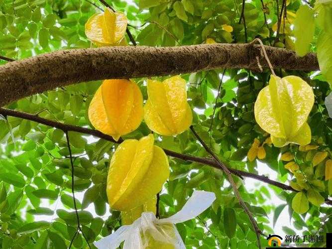 杨树林水蜜桃 2425 号色：斩男必备色