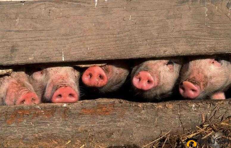 人与猪 CROPROATION：创新合作模式探讨