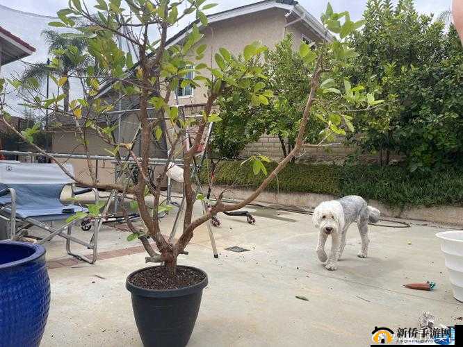 关于《剑侠周刊》改版后周数的深度解读——最新期揭晓 jx+答案