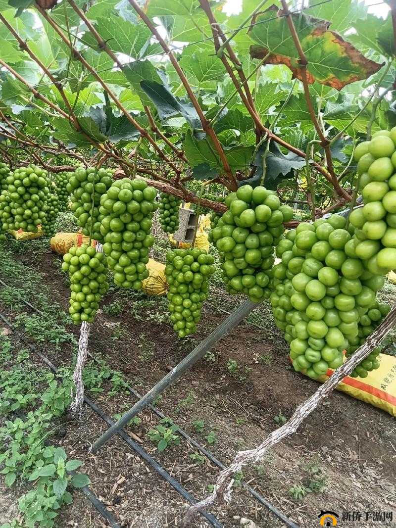 葡萄不准掉出来晚上检查：重要任务