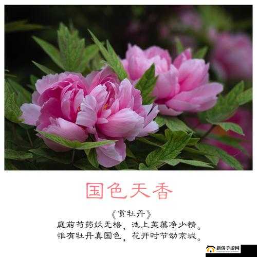 国色天香综合征：探寻其神秘面纱