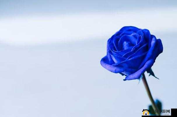 无人区玫瑰蔚蓝：迷人的芬芳魅力