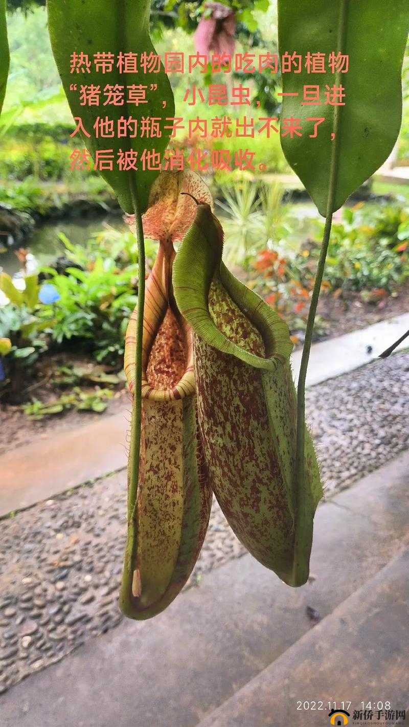 三叶草 gy3876：神奇的植物密码