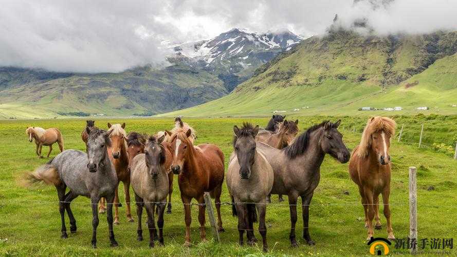 最新的 Zoom 动物马牧场：畅享奇妙动物世界