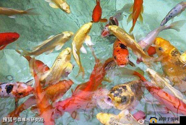 一夹一放怎么放与锦鲤吸水区别解析