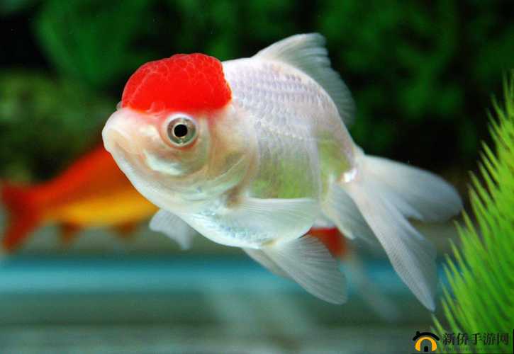 2019 中文大全：最具观赏性之经典合集