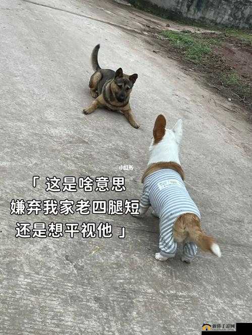 如何让婆婆与我的狗老公和谐相处：以爱之名，共建美好家庭