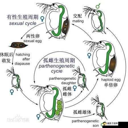 人类生殖扦插方式影响因素：探究与分析