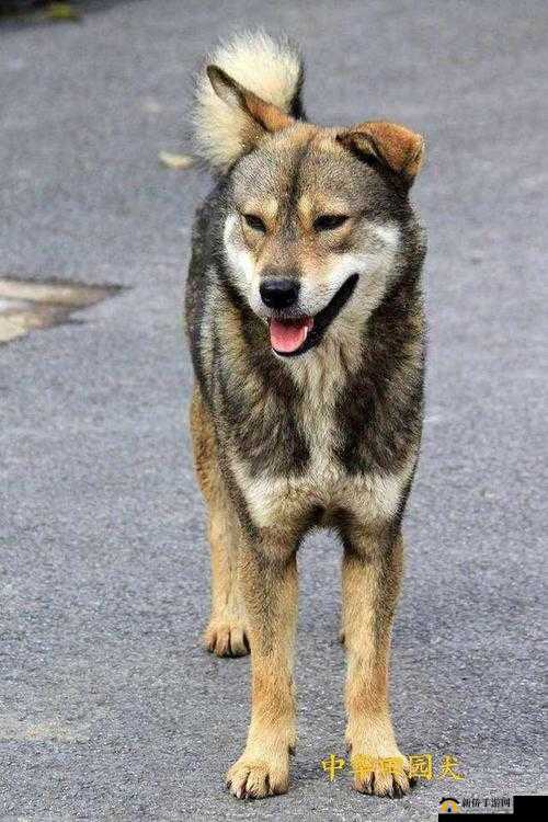 人：探索未知世界的行者马：草原上自由驰骋的精灵狗：忠诚守护家园的伙伴