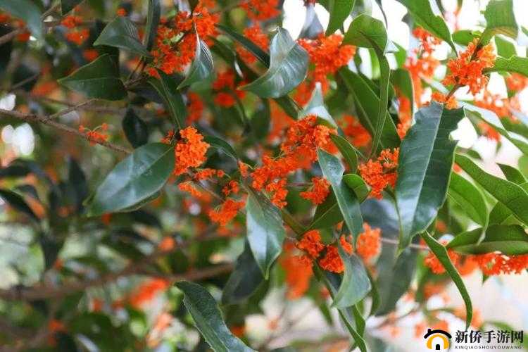 林大壮桂花的全部小说：精彩篇章呈现