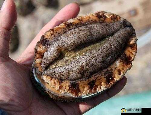 希望你的鲍鱼里面没有别人的特仑苏：愿此成真