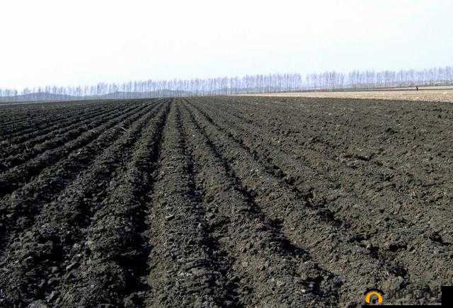 黑土坐大钢筋：独特的现象解读