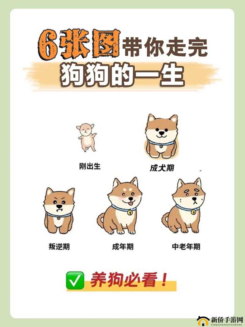 探索狗是真的狗电脑版：下载地址大全及详尽安装指南