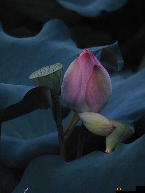 女人晚上莲花开放害处大探讨