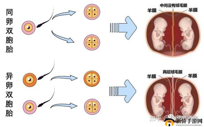 同卵双胞胎：共享生命的奇迹