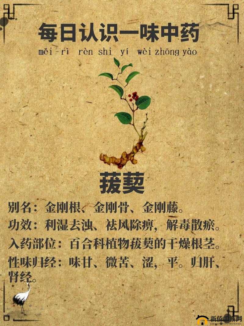 一吃就硬的草药：功效与作用