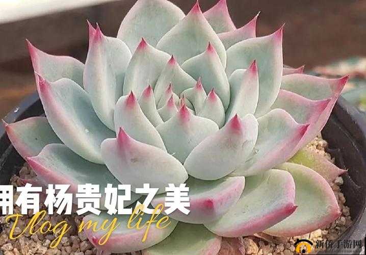 皇家共享小公主多肉怎么养：全面指南
