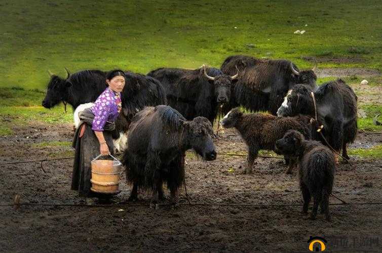 丫头牦户一张一合：独特的奇妙景象