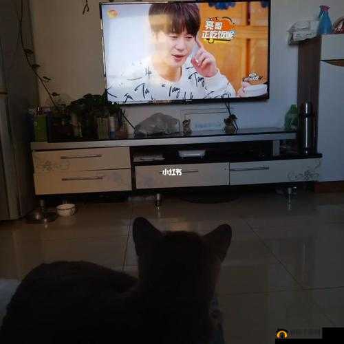 半夜适合偷偷看电视吗：你怎么看