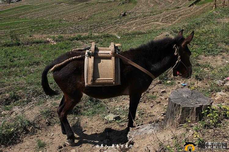 涓拌曠旱婊℃潹鐜夌幆 2588：相关介绍