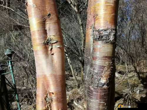 鍙樺ぇ鍙樼矖鐨勬柟娉- 探索其神奇之处