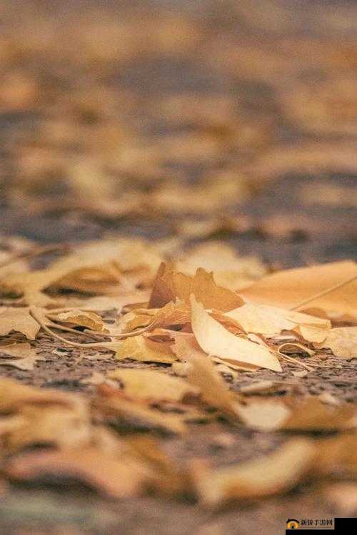 铏铏婕鐢诲畼鏂归〉闈㈠厤璐规极鐢籹eo 的精彩故事