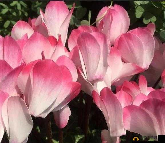 浣犵湅浣犲ザ濂跺暤鍟甸偅涔堝ぇ鏄浠涔堟瓕缃戜紶灏嗙炕鎷之探讨