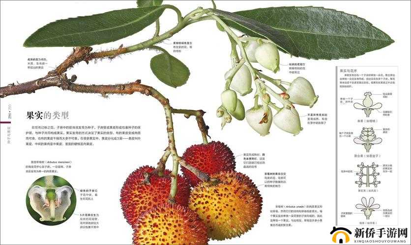 绉樺瘑鍏ュ彛-探索其背后的秘密