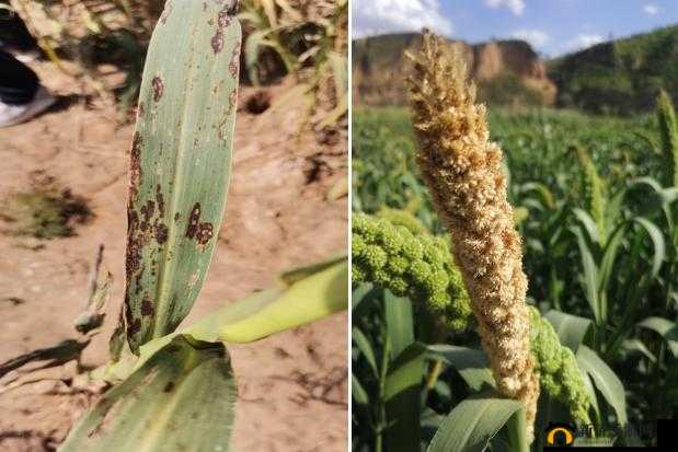 浣庤鍛㈠杻 1v2 闄堜粖浠：精彩对决