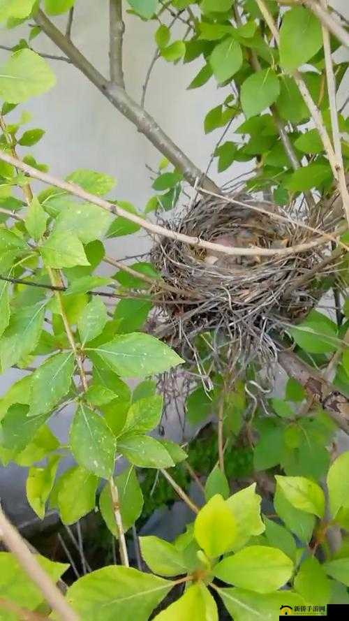 鐢风敓濂崇敓涓璧峰姫鍔涚敓鐚村瓙：共赴未来