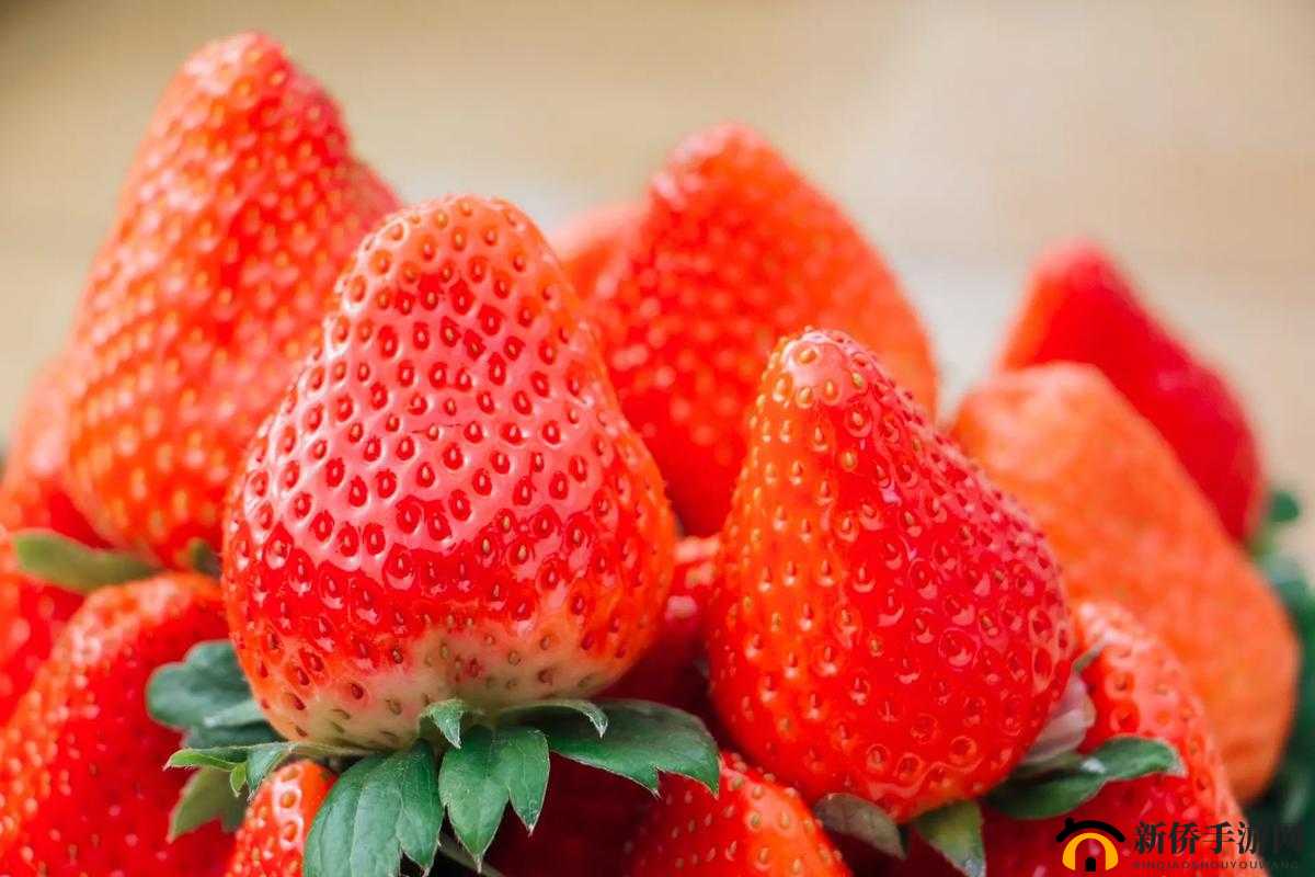 涔呬箙鑽夎帗杩樻槸涔濅節鑽夎帗的相关探讨