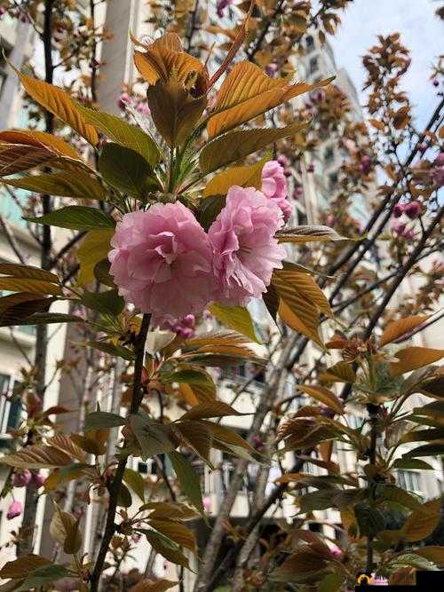 鑰佽阿灏忓尯淇濆畨璧垫晱鑰佸笀鐨勬晠浜相关内容