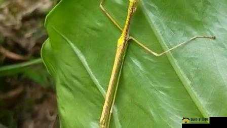 楹昏姳浼爉 d0076 鐜嬭浼：神秘字符背后的故事