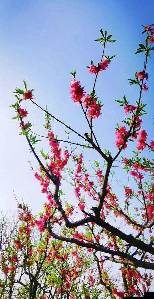 国色天香桃花朵朵开：春日的绚烂画卷