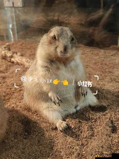 WE 带嘟噜嘟噜嘟噜啊耶啊耶：超有趣内容