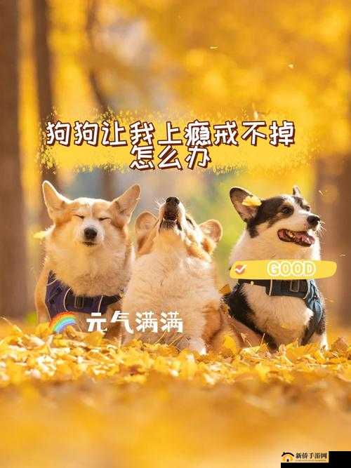 狗狗让我上瘾戒不掉：怎么办